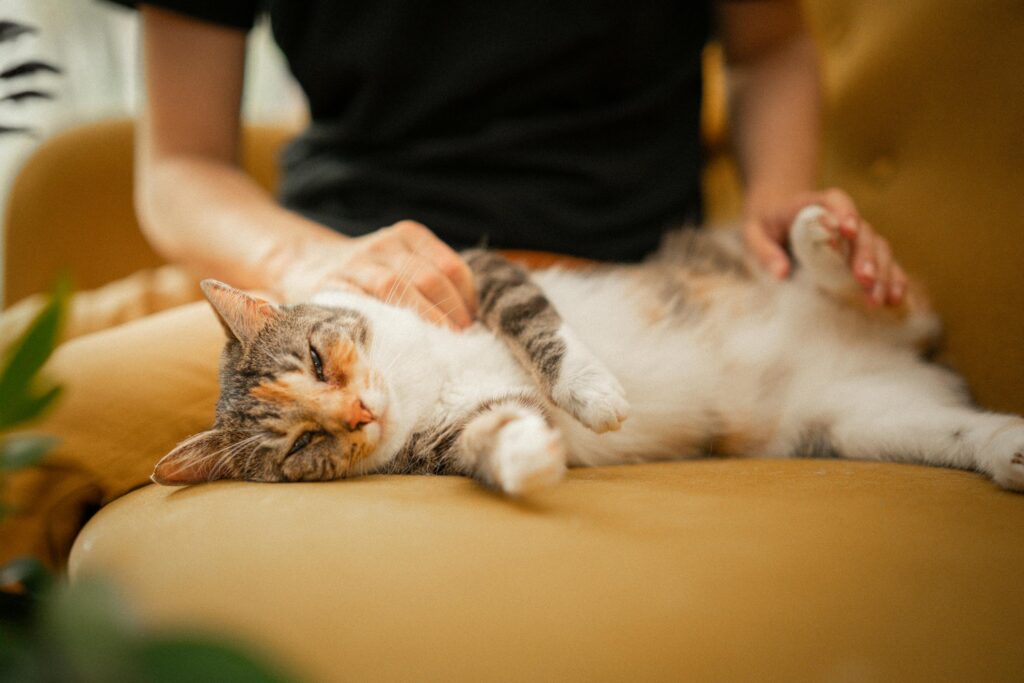 A serene image of a cat lounging on a sofa, softly pet by an adult, capturing a moment of tranquility and friendship.